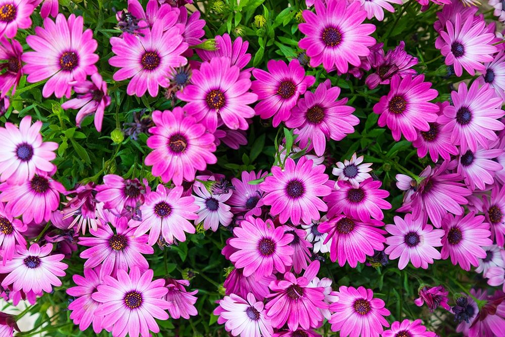 Trapani Province-Erice African Daisies in the ancient hill town of Erice